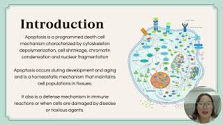 10 Apoptosis Signal Transduction Pathway [upl. by Gates]