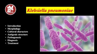 Klebsiella pneumoniae [upl. by Roban]