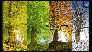 Four Seasons  Years Seasons  Seasons Cycle trending video weather youtube travel season yt [upl. by Acirehs]