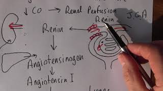 Heart Failure 6 Renin angiotensin aldosterone system [upl. by Anzovin593]