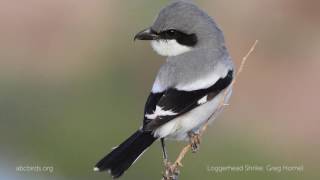 Loggerhead Shrike Call [upl. by Neelloj]