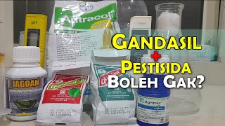 MENCAMPUR GANDASIL DAN INSEKTISIDA DAN FUNGISIDA [upl. by Osyth]