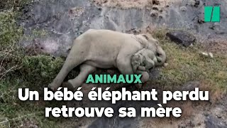 Les adorables retrouvailles de cette éléphante avec son bébé perdu dans une réserve naturelle [upl. by Maryjane]