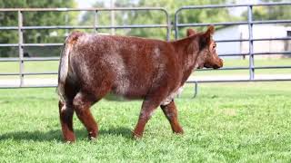 KEGLEY  SHORTHORN [upl. by Gino]