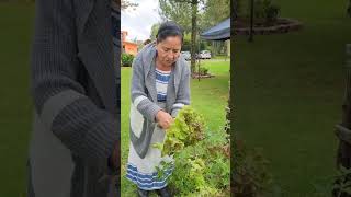 Cosecha de lechuga sangría 🥬 tradiciones cultura natural [upl. by Aihtiekal]