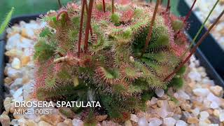 Drosera Spatulata Carnivorous Plant timelapse feeding [upl. by Ellehcear]