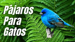 Pájaros para Gatos  ESPECIAL PALOMAS 🕊🕊 [upl. by Daughtry718]