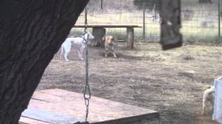 Kishu Ken quotKishinquot and Shikoku Ken quotLoaquot Playing [upl. by Latreece]