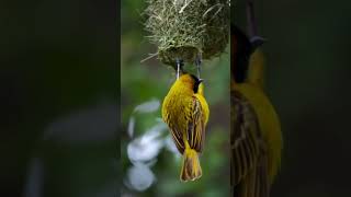 Adorable Bird Cuddles in Nest 🐦❤️  Nature’s Cutest Moment BirdLove NatureShorts CuteBird [upl. by Fachini]