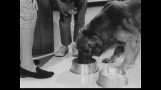 VINTAGE 1950s RALLY DOG FOOD COMMERCIAL 2  DISCONTINUED DOG FOOD [upl. by Llennyl307]