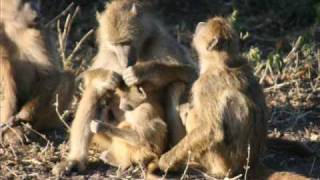 BOTSWANA  Chobe National Park [upl. by Winstonn370]