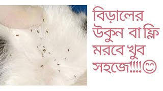 বিড়ালের গায়ে উকুনের জন্য বেস্টউকুনফ্লি চলে যায় সহজে।Best catflea treatment catflea fleatreatment [upl. by Baniaz]