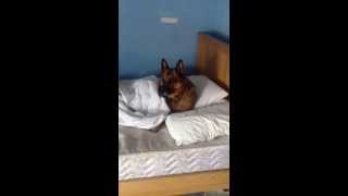 german shepherd sleeping big dog in bed sleeping dog [upl. by Einwahs]