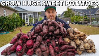 Mindblowing SWEET POTATO Harvest Watch How I Did It [upl. by Einahpets]