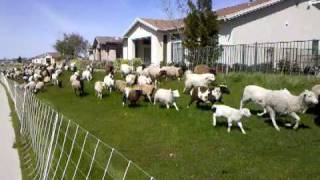 Sheep stampede in Lincoln California [upl. by Menon883]