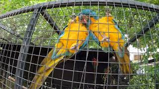 A Pair Of Macaw Love Each Other  Macaw Natural Sounds  Macaws Screaming [upl. by Eicaj378]