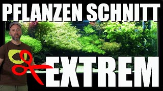 Pflanzenschnitt Extrem Uwes 2750 Liter Aquarium Update  Entwicklung [upl. by Avla]