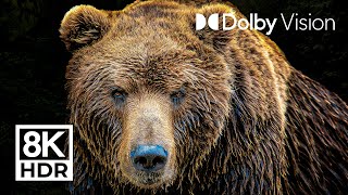 LEGENDARY ANIMALS  DOLBY VISION™  8K ULTRA HD HDR [upl. by Adniralc]