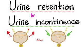 Urinary Incontinence Stress Incontinence Urge Incontinence Overflow Incontinence Urine Retention [upl. by Nytsirc800]