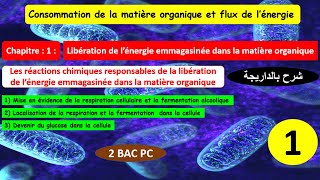 Consommation de la matière organique et flux dénergie 2bac pcSVT partie 1 شرح بالداريجة [upl. by Ynnaej547]