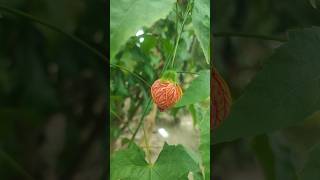 Vibrant Abutilon Pictum Flowering Maple – A Blooming Beauty for Your Garden abutilonpictum [upl. by Nekial]