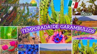 Estos Son los FRUTOS DE GARAMBULLO se llegó la TEMPORADA 🌵Un Hermoso Paisaje🌄 Marilu Vlogs [upl. by Bornie]