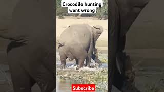 Crocodile hunting Vs elephants this went wrong animals trending crocodille [upl. by Jehovah]