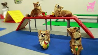 Cute Chihuahua Dog Tricks and Agility [upl. by Ahsinit]