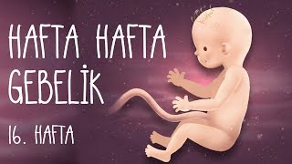 Hafta Hafta Gebelik 16 hafta [upl. by Mercie972]