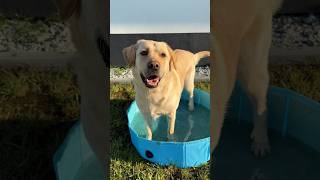 WODNA ZABAWA 💙🩵labrador labradorretriever funny comedy śmiesznefilmiki funnydogs [upl. by Kirima]