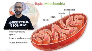 Mitochondria with Dr Sohail Jamil Qureshi  MDCAT Biology [upl. by Aenitsirhc]