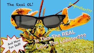 Is This The Real Leon The Lobster [upl. by Enidlareg]