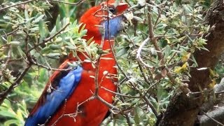 Up Close with a Crimson Rosella [upl. by Azenav990]