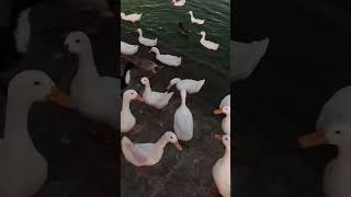 Espire parkfeedingducksawosameweatherviralvideoshortsviralvideodohaqatar🇵🇰🇶🇦 [upl. by Isolt381]