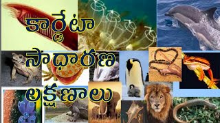 General characters of Chordata కార్డేటా సాధారణ లక్షణాలు [upl. by Sherar]