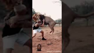 Man vs lion animals tiger lion whitecobra animalkingdom animallover [upl. by Odnuges]