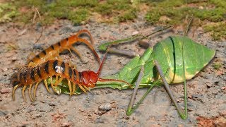 Amazing Green Mantis knock down Centipede  Ivm Reptile Story [upl. by Yelyac489]