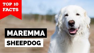 Maremma Sheepdog  Top 10 Facts [upl. by Idnam]