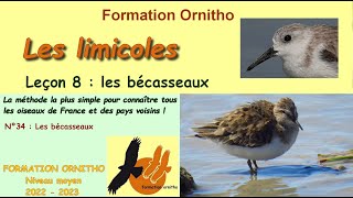 Oiseaux de France 34  Limicoles 8  les bécasseaux [upl. by Digdirb]