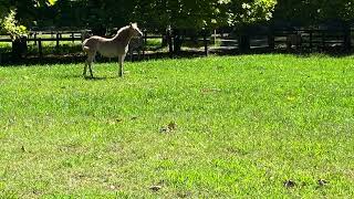 Fernances Creek Haflinger Horses and Events Creche Landing [upl. by Ilram]