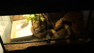 quotShebaquot the Snouted Cobra Live feeding [upl. by Einna]