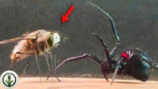 Epic Encounter ASSASSIN FLY and BLACK WIDOW Predators Showcase Their ASTONISHING SKILLS [upl. by Mendive431]