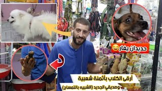 كلاب راقية و أتمنة شعبية عند عاشق الكلاب 🐕🐕‍🦺🦮شبيه التمساح الجديد [upl. by Eemiaj14]