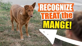 HOW to RECOGNIZE TREAT and PREVENT MANGE🐶 [upl. by Uehttam]