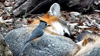 A snoozing fox meets a plucky little blackcrested titmouse [upl. by Janette]