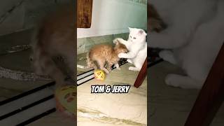 Tom amp Jerry kitten tomandjerry cute subscribe ytshots viralvideo trendingshorts love funny [upl. by Juanne936]