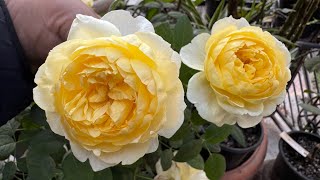 26 Beautiful and Fragrant Roses Blooming Now  David Austin Kordes Delbard Meilland roses [upl. by Ymmaj393]