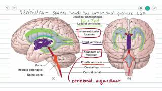 Ventricles of the Brain and CSF [upl. by Ahsauqal]