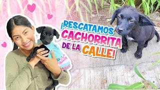 💕RESCATAMOS UNA CACHORRITA DE LA CALLE 🐕‍🦺 ¡BUSCA HOGAR Y UNA NUEVA FAMILIA 🥰 Conny Merlin [upl. by Nnorahs]