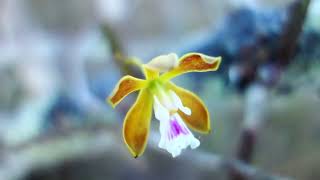 Vid 94 Butterfly Orchid amp loud Cicadas [upl. by Nauwaj]